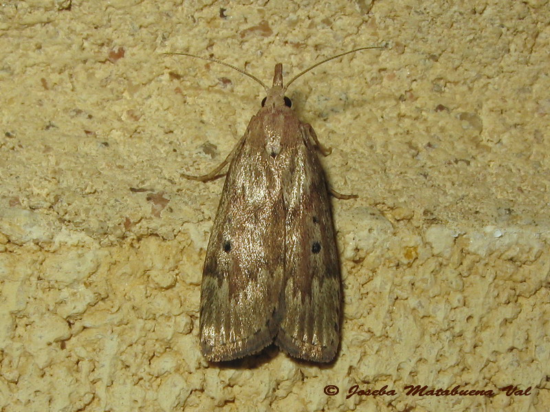 Aphomia sociella - Pyralidae